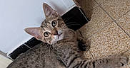 Lévi a rejoint le concours — aidez-le/la à gagner de superbes lots ! cat, kitten, tabby, indoor, floor, tile, speckled, curious, ears, whiskers, paw, striped, young, pet, animal, corner, resting, looking_up, feline, domestic