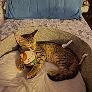 Lévi a rejoint le concours — aidez-le/la à gagner de superbes lots ! kitten, cat, plush_toy, bed, blanket, pillow, sleeping, cozy, indoor, tabby, pet, resting, cute, fur, small_animal, comfort, home, animal, feline, relaxing
