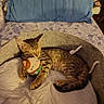 kitten, cat, plush_toy, bed, blanket, pillow, sleeping, cozy, indoor, tabby, pet, resting, cute, fur, small_animal, comfort, home, animal, feline, relaxing