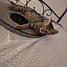 Lévi participe au concours pour gagner de l'argent avec cette photo : kitten, cat, tabby, bed, blanket, wire_basket, indoor, feline, resting, curious, pet, animal, fur, ears, whiskers, cute, young_cat, cozy, home, sleeping_area