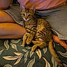 Lévi participe au concours pour gagner de l'argent avec cette photo : kitten, tabby_cat, pet, animal, indoor, blanket, person, legs, clothing, casual, pattern, resting, curious, ears, eyes, tail, feline, comfort, cozy, home