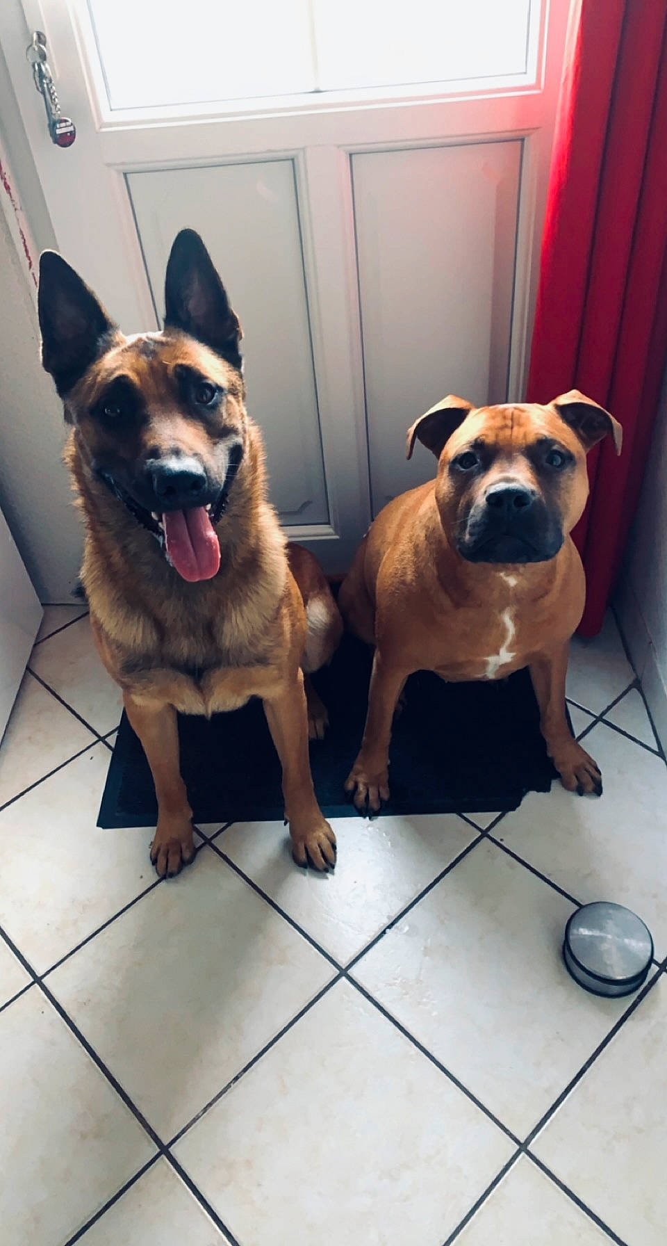 Pops a rejoint le concours — aidez-le/la à gagner de superbes lots ! canidae, carnivore, collar, companion_dog, dog, dog_breed, dog_collar, dog_supply, door, fawn, flooring, fur, paw, pet_supply, snout, sporting_group, toy_dog, window, working_animal, working_dog