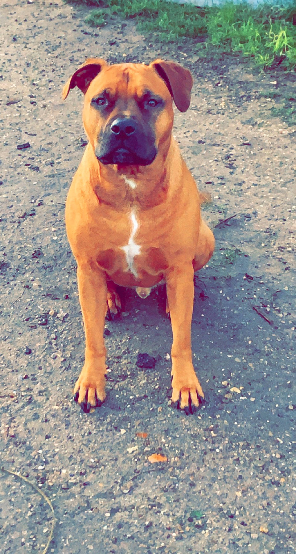 Pops participe au concours pour gagner de l'argent avec cette photo : boxer, carnivore, collar, companion_dog, dog, dog_breed, dog_collar, electric_blue, fawn, liver, molosser, plant, road_surface, sand, shadow, snout, soil, sporting_group, whiskers, wrinkle
