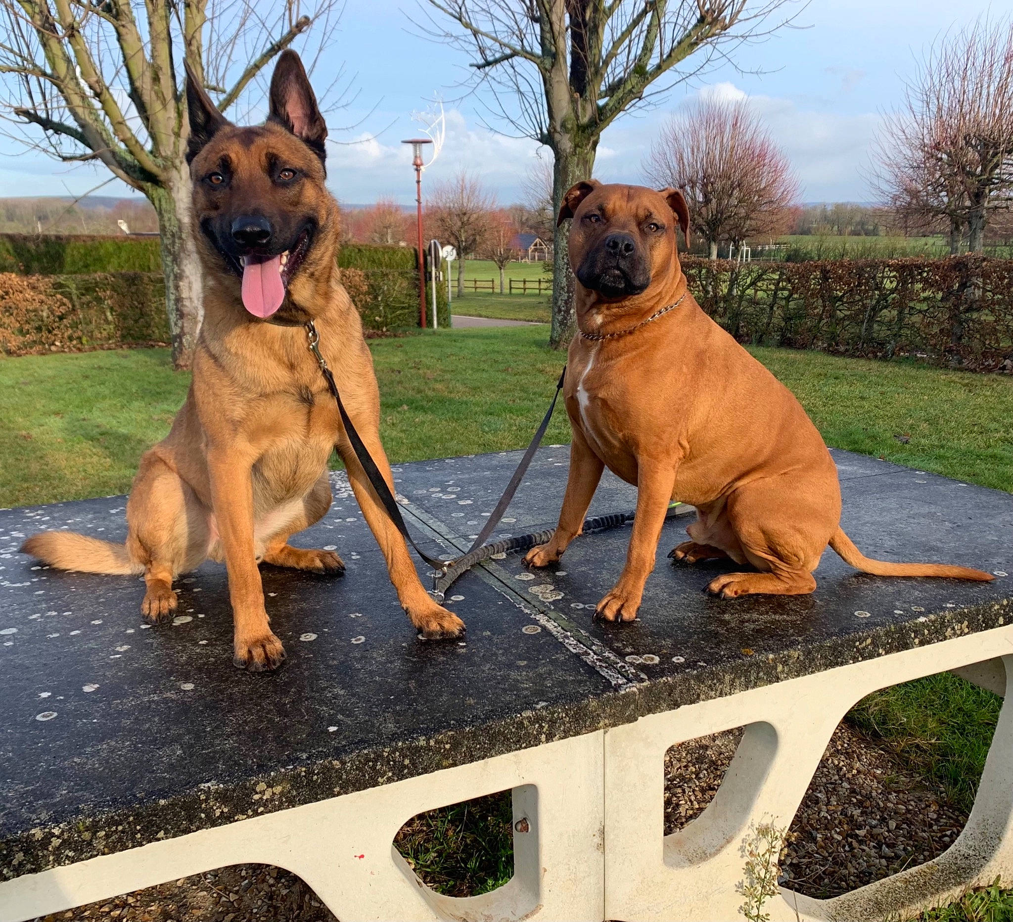 Pops participe au concours pour gagner de l'argent avec cette photo : canidae, carnivore, cloud, collar, companion_dog, dog, dog_breed, fawn, german_shepherd_dog, grass, guard_dog, herding_dog, molosser, plant, sky, snout, sporting_group, tail, tree, working_dog