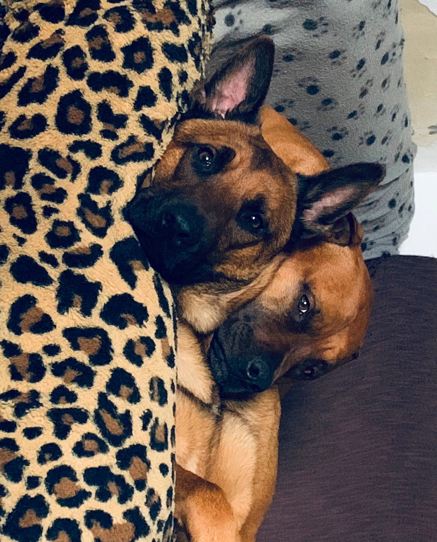 Pops a rejoint le concours — aidez-le/la à gagner de superbes lots ! carnivore, comfort, companion_dog, dog, dog_breed, dog_supply, fawn, fur, guard_dog, linens, pattern, paw, puppy, snout, sporting_group, terrestrial_animal, toy_dog, whiskers, working_animal, working_dog