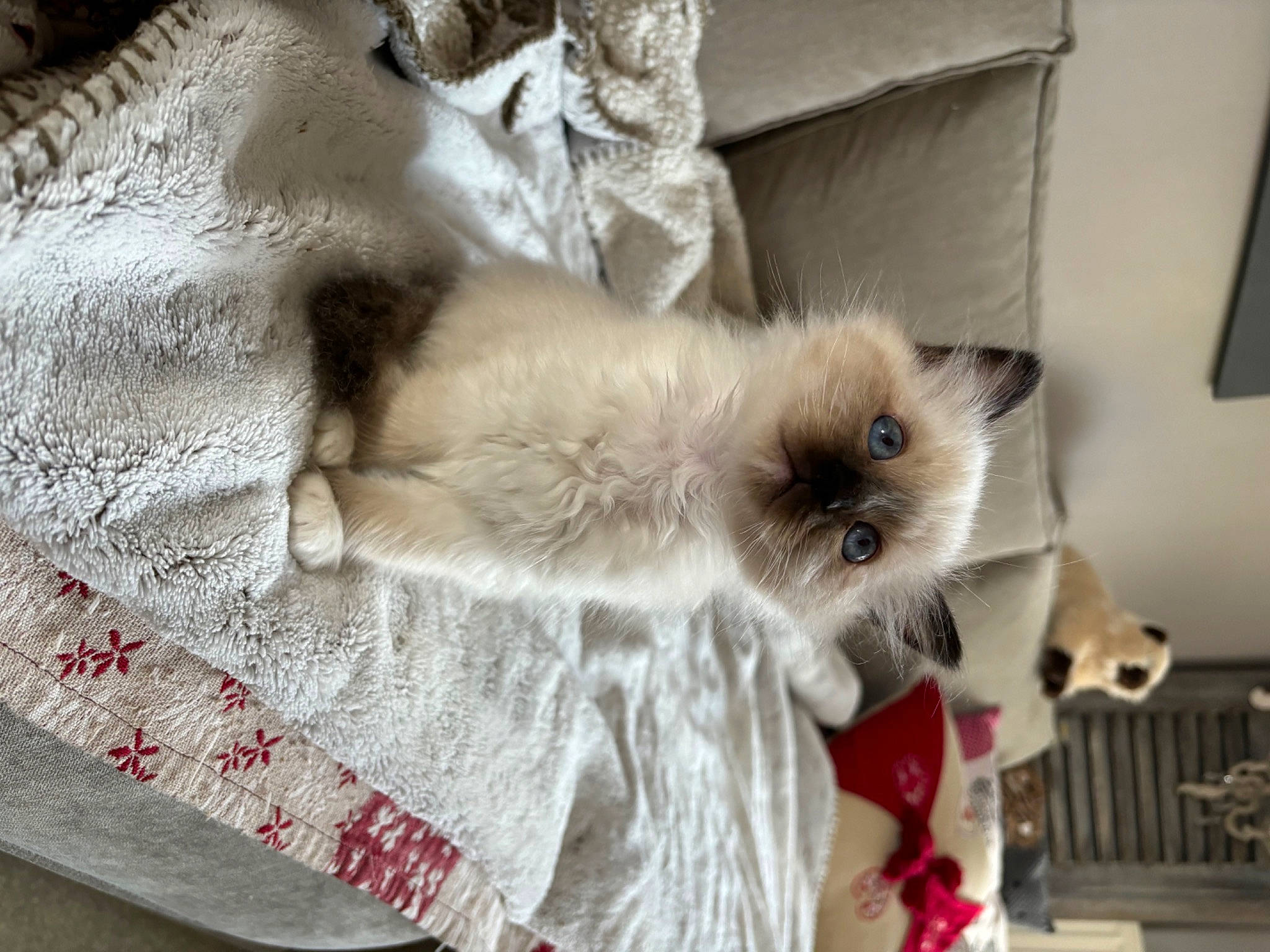 Vanille a rejoint le concours — aidez-le/la à gagner de superbes lots ! balinese, birman, canidae, carnivore, cat, claw, comfort, companion_dog, dog_breed, fawn, felidae, fur, linens, paw, siamese, small_to_medium_sized_cats, snout, tail, thai, whiskers