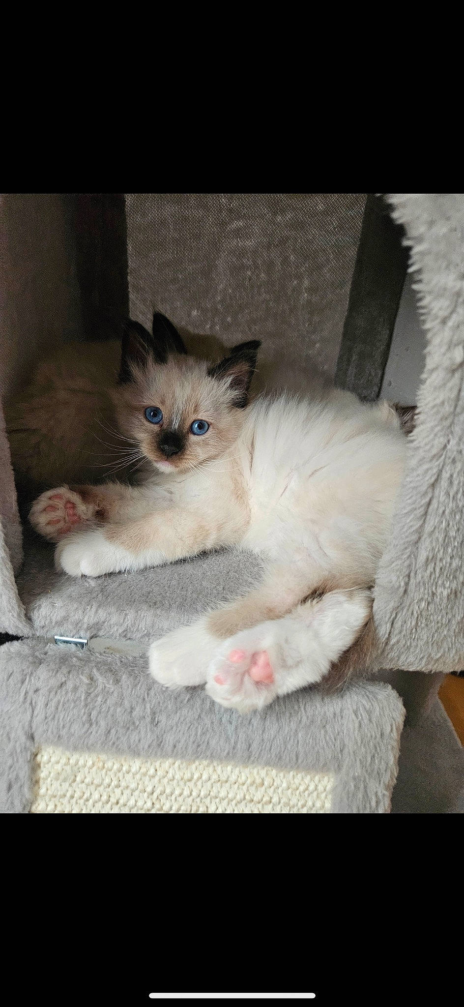 Vanille participe au concours pour gagner de l'argent avec cette photo : balinese, box, carnivore, cat, cat_supply, claw, comfort, domestic_short_haired_cat, eye, fawn, felidae, fur, paw, pet_supply, small_to_medium_sized_cats, snout, tail, thai, tonkinese, whiskers