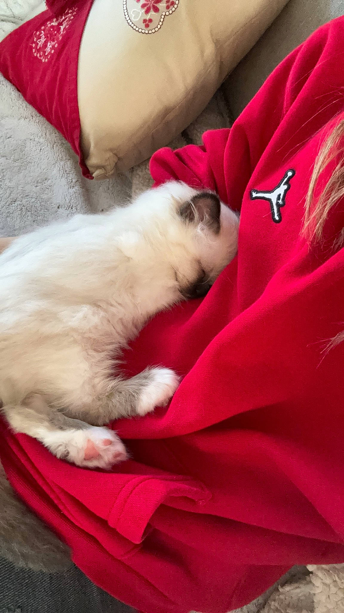 Vanille a rejoint le concours — aidez-le/la à gagner de superbes lots ! carmine, carnivore, cat, comfort, companion_dog, fawn, felidae, fur, linens, nap, paw, small_to_medium_sized_cats, tail, whiskers