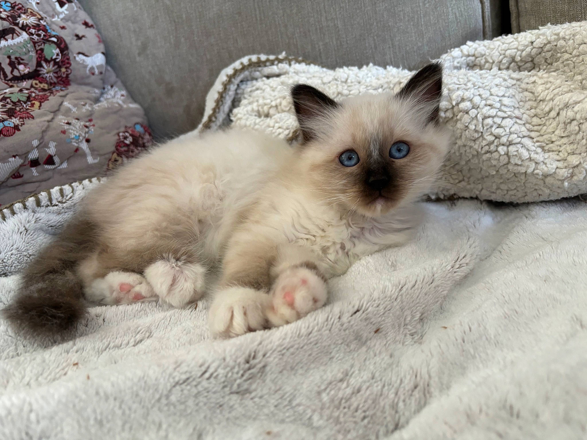 Vanille a rejoint le concours — aidez-le/la à gagner de superbes lots ! carnivore, cat, cat_supply, claw, comfort, fawn, felidae, fur, paw, siamese, small_to_medium_sized_cats, snout, terrestrial_animal, whiskers