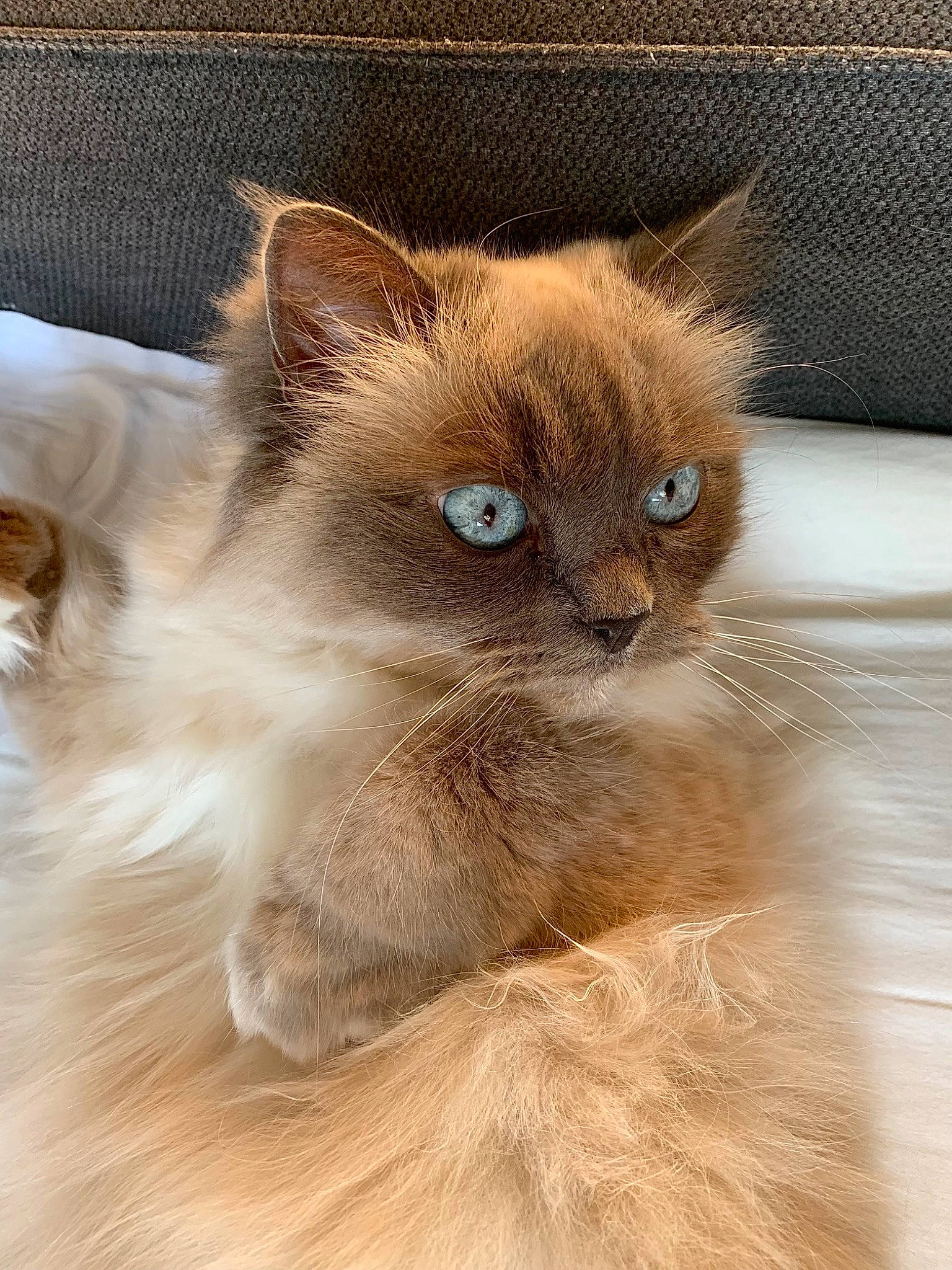Flanelle a rejoint le concours — aidez-le/la à gagner de superbes lots ! balinese, birman, carnivore, cat, close_up, fawn, felidae, fur, ragdoll, siamese, small_to_medium_sized_cats, terrestrial_animal, whiskers