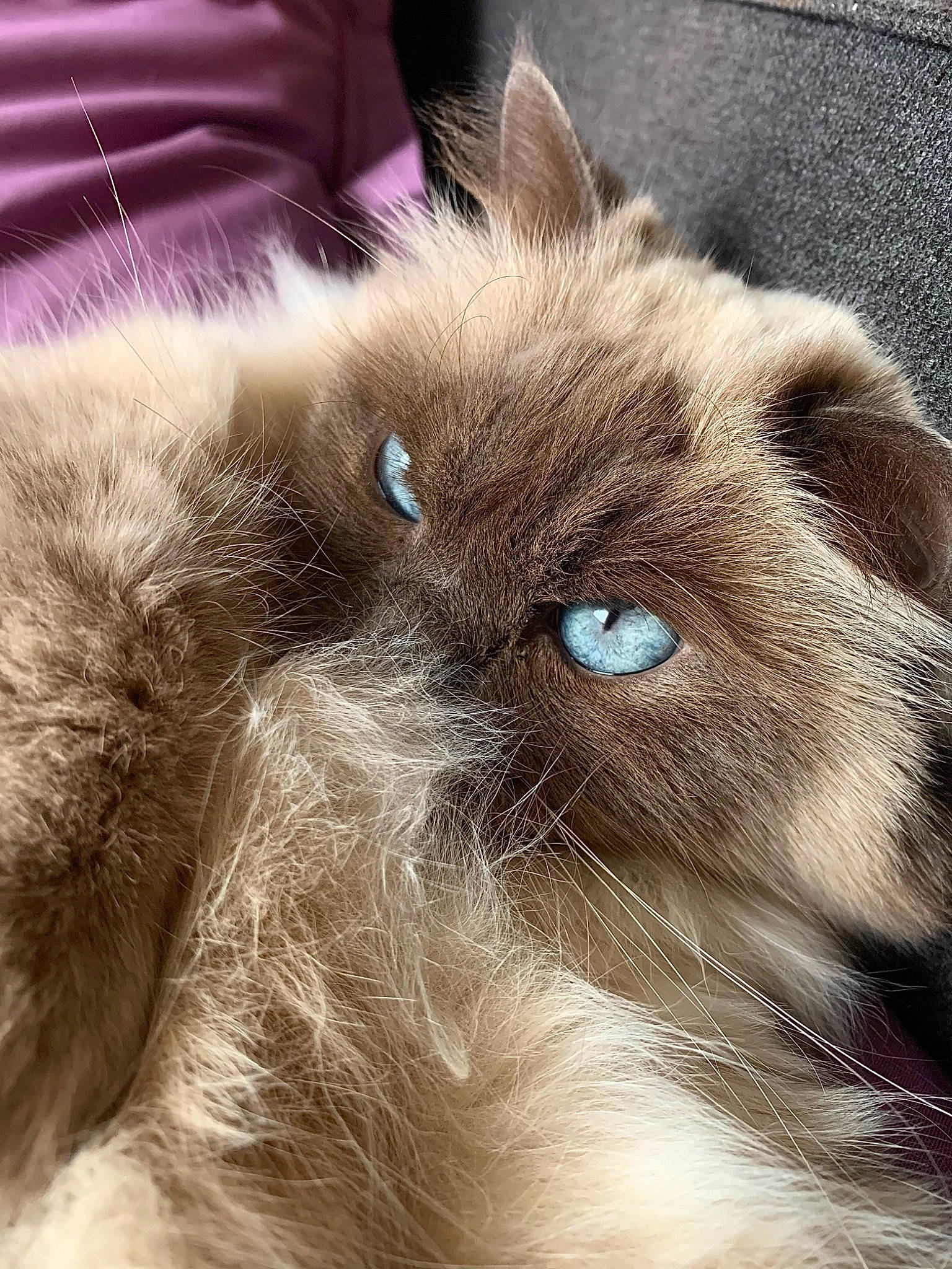 Flanelle participe au concours pour gagner de l'argent avec cette photo : birman, carnivore, cat, claw, fawn, felidae, fur, ragdoll, siamese, small_to_medium_sized_cats, snout, terrestrial_animal, whiskers