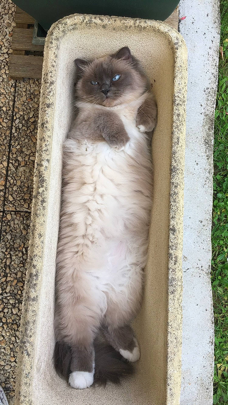 Flanelle a rejoint le concours — aidez-le/la à gagner de superbes lots ! balinese, carnivore, cat, claw, domestic_short_haired_cat, fawn, felidae, flooring, fur, paw, siamese, small_to_medium_sized_cats, snout, tail, terrestrial_animal, thai, tonkinese, whiskers, window, wood