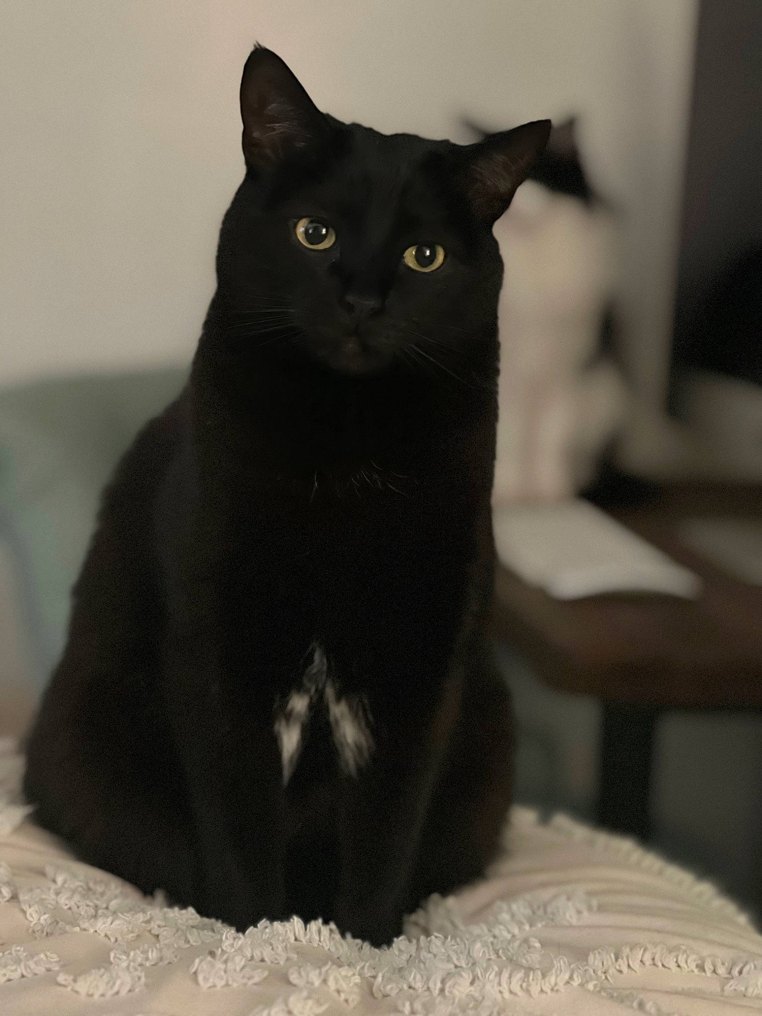 Coraline is registered to the contest to win money with this photo: black_cat, bombay, carnivore, cat, comfort, domestic_short_haired_cat, felidae, fur, grey, iris, small_to_medium_sized_cats, snout, whiskers