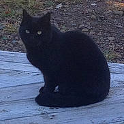 Tootie joined the competition — help win amazing prizes! black_cat, cat, animal, pet, outdoor, wooden_surface, grass, dirt, feline, sitting, nature, mammal, ears, whiskers, eyes, shadow, daylight, quiet, calm, alone
