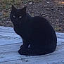black_cat, cat, animal, pet, outdoor, wooden_surface, grass, dirt, feline, sitting, nature, mammal, ears, whiskers, eyes, shadow, daylight, quiet, calm, alone