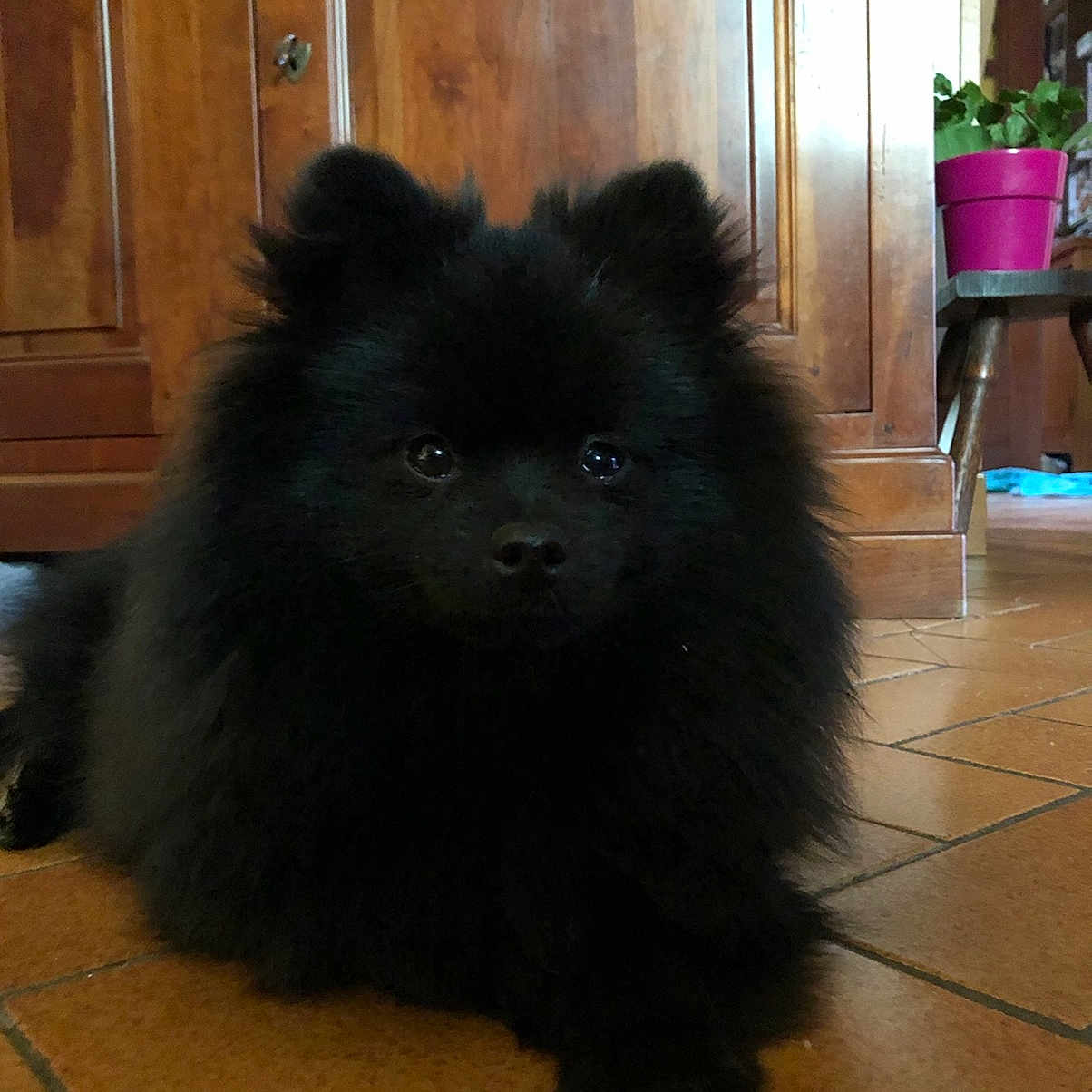 Tokio participe au concours pour gagner de l'argent avec cette photo : animal, black_dog, companion, cozy, cute, dog, domestic_animal, floor, flower_pot, fluffy, fur, indoor, laying_down, living_room, pet, pink_pot, plant, small_dog, tile_floor, wooden_furniture