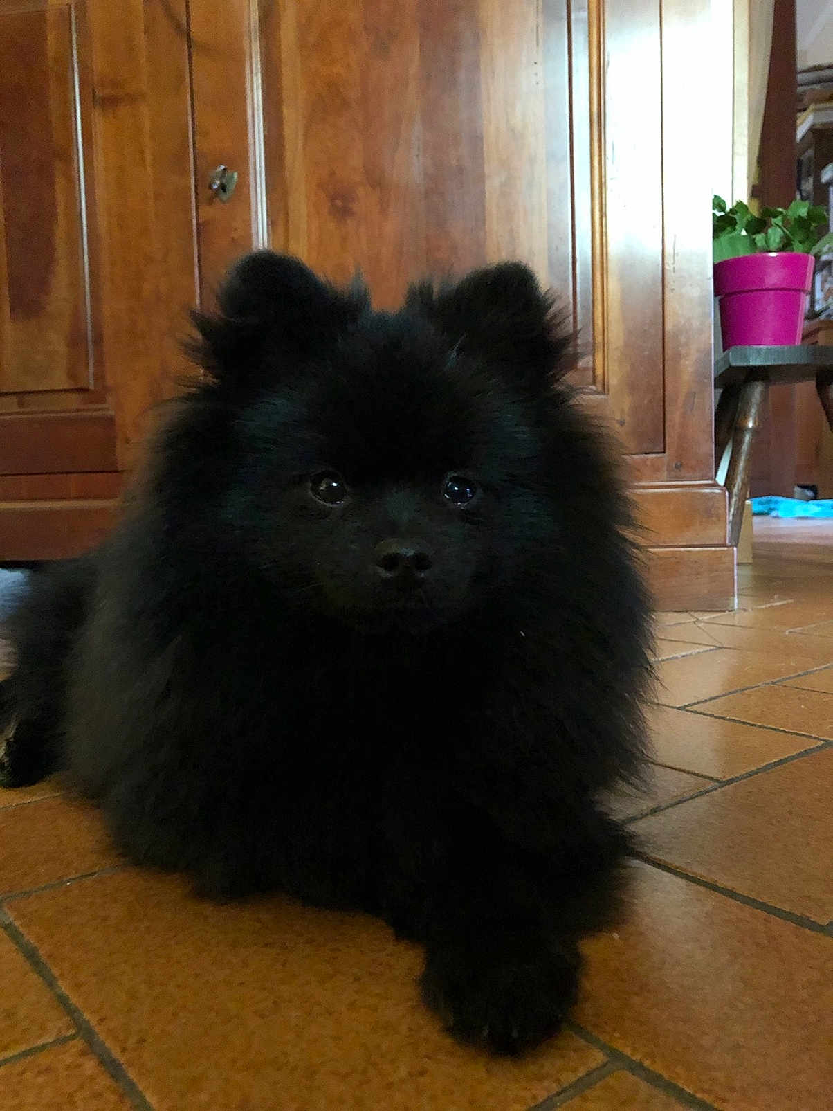 Tokio participe au concours pour gagner de l'argent avec cette photo : dog, black_dog, fluffy, pet, indoor, floor, tile_floor, wooden_furniture, plant, flower_pot, pink_pot, living_room, cute, animal, laying_down, fur, small_dog, companion, domestic_animal, cozy