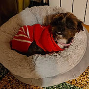 Mya a rejoint le concours — aidez-le/la à gagner de superbes lots ! dog, pet_bed, red_sweater, small_dog, indoor, floor_tiles, mosaic_floor, cozy, fluffy_bed, animal, canine, resting, domestic, collar, brown_dog, cute, home, comfort, warm, relaxed