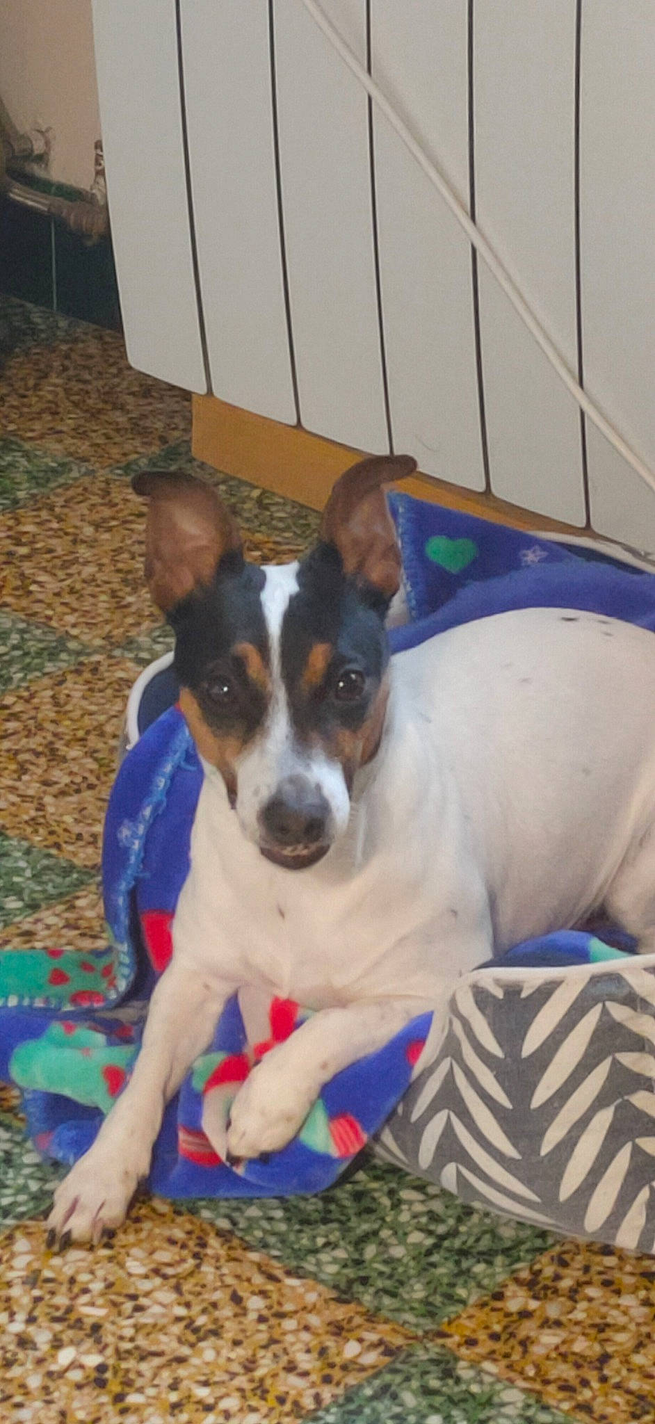 Horffee a rejoint le concours — aidez-le/la à gagner de superbes lots ! canidae, carnivore, chilean_fox_terrier, collar, companion_dog, dog, dog_breed, dog_supply, paw, puppy, small_terrier, snout, sporting_group, terrier, whiskers, working_animal