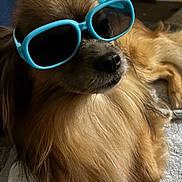 Oso joined the competition — help win amazing prizes! dog, sunglasses, blue, indoor, pet, fluffy, golden_brown, relaxed, cute, accessory, animal, lying_down, cozy, fur, close_up, portrait, cool, chill, comfort, living_room