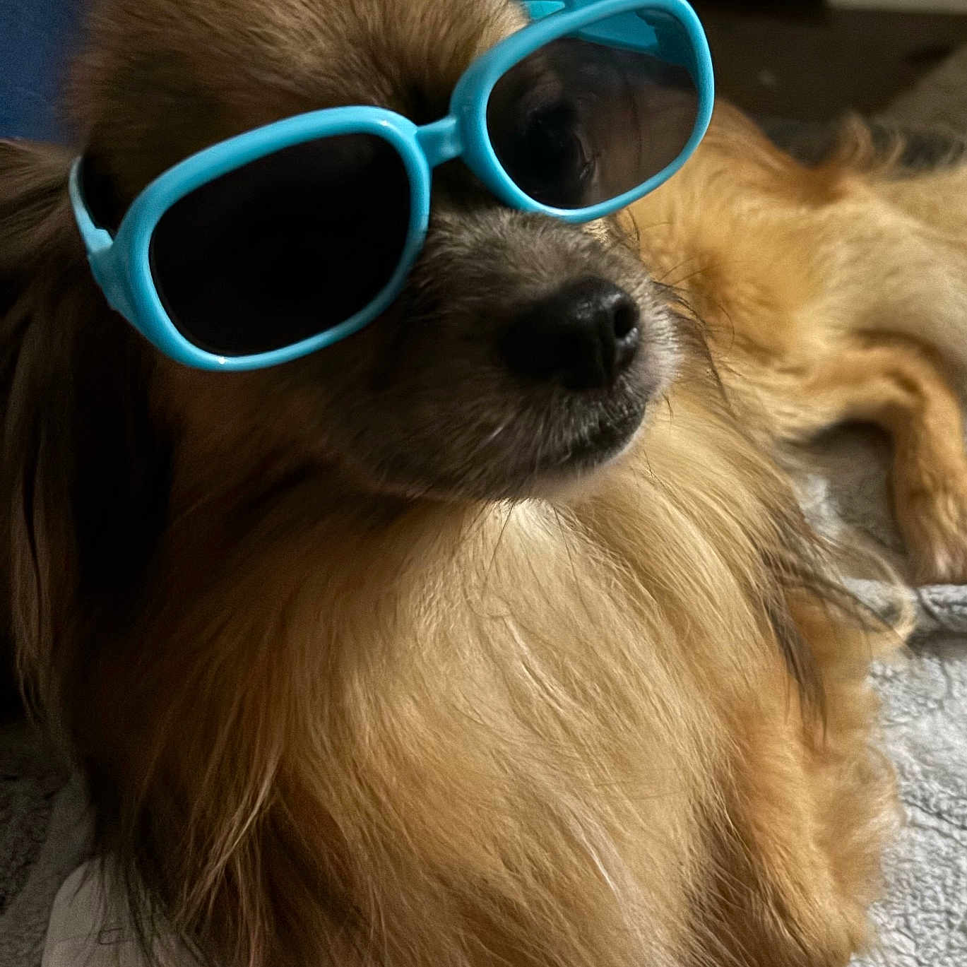 Oso