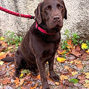 Una a rejoint le concours — aidez-le/la à gagner de superbes lots ! dog, labrador, chocolate_labrador, leash, collar, autumn_leaves, fall, outdoor, pet, canine, brown_dog, sitting, nature, leaf_litter, wall, fur, animal, companion, looking, quiet