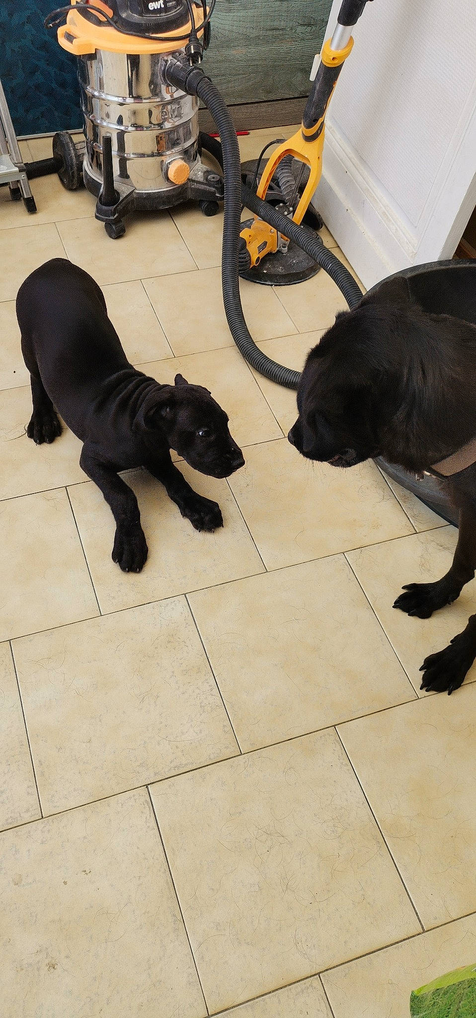 Thor a rejoint le concours — aidez-le/la à gagner de superbes lots ! automotive_tire, black_cat, carnivore, chair, companion_dog, dog, dog_breed, fawn, felidae, fender, floor, flooring, road_surface, small_to_medium_sized_cats, snout, sporting_group, tail, tire, wheel, working_animal