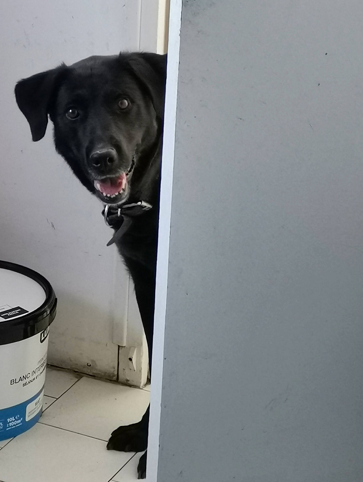 Princesse participe au concours pour gagner de l'argent avec cette photo : auto_part, automotive_tire, borador, canidae, carnivore, collar, companion_dog, cylinder, dog, dog_breed, dog_collar, dog_supply, gas, handwriting, pet_supply, snout, sporting_group, whiskers, working_animal