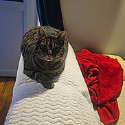 Minette participe au concours pour gagner de l'argent avec cette photo : cat, tabby_cat, pet, indoor, loaf, bedding, blanket, red_blanket, couch_back, paws, whiskers, ears, eyes, portrait, domestic_cat, cozy, curtain, wood_floor, night_lighting, home_interior