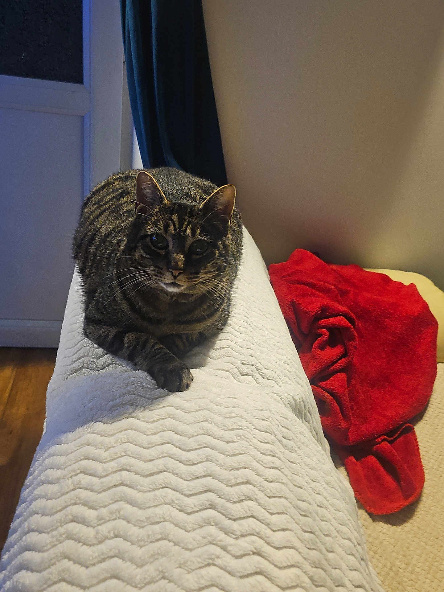 Minette participe au concours pour gagner de l'argent avec cette photo : cat, tabby_cat, pet, indoor, loaf, bedding, blanket, red_blanket, couch_back, paws, whiskers, ears, eyes, portrait, domestic_cat, cozy, curtain, wood_floor, night_lighting, home_interior