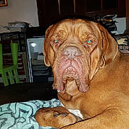 Athos a rejoint le concours — aidez-le/la à gagner de superbes lots ! broholmer, bullmastiff, carnivoran, dog, dog_breed, dog_like_mammal, dogue_de_bordeaux, guard_dog, mammal, snout, tosa, vertebrate, vizsla, wrinkle