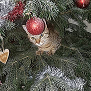 Osaki participe au concours pour gagner de l'argent avec cette photo : branch, christmas, christmas_decoration, christmas_ornament, christmas_tree, conifer, evergreen, fir, holiday, pine_family, spruce, tree