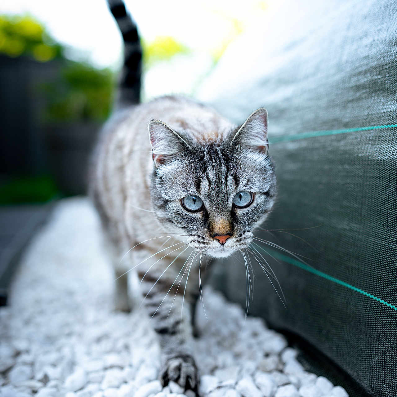 Popo a rejoint le concours — aidez-le/la à gagner de superbes lots ! abyssinian, alloywheel, animal, car, carwheel, cat, egyptiancat, gravel, kitten, machine, manx, pebble, pet, road, rubble, siamese, spoke, tire, transportation, vehicle