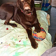 Plume participe au concours pour gagner de l'argent avec cette photo : animal, ball, bed, blanket, brown_dog, canine, chocolate_labrador, collar, dog, domestic_animal, floor, furniture, household, indoor, labrador, looking, paw, pet, relaxed, toy