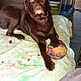 animal, ball, bed, blanket, brown_dog, canine, chocolate_labrador, collar, dog, domestic_animal, floor, furniture, household, indoor, labrador, looking, paw, pet, relaxed, toy
