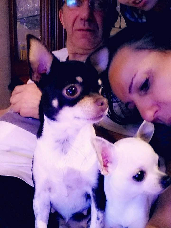 Nefertiti participe au concours pour gagner de l'argent avec cette photo : canidae, carnivore, chihuahua, companion_dog, corgi_chihuahua, dog, dog_breed, head, mammal, miniature_fox_terrier, nose, person, puppy, puppy_love, rare_breed_dog, rat_terrier, teddy_roosevelt_terrier, tenterfield_terrier, toy_dog, toy_fox_terrier