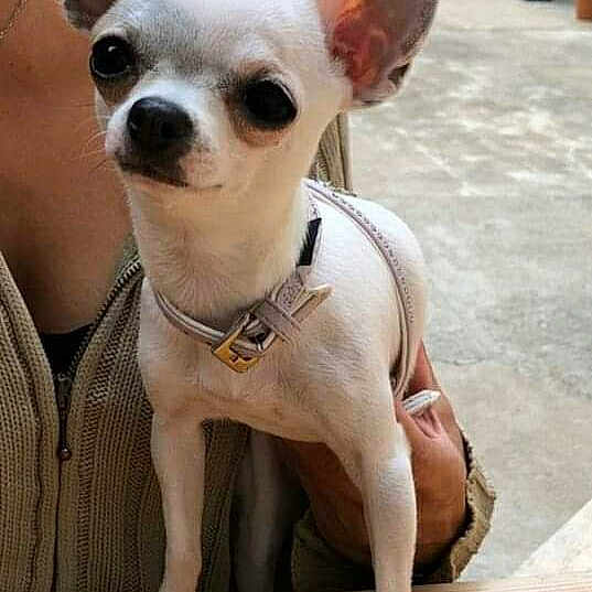 Nefertiti a rejoint le concours — aidez-le/la à gagner de superbes lots ! ancient_dog_breeds, canidae, carnivore, chihuahua, companion_dog, dog, dog_breed, ear, fawn, mammal, rare_breed_dog, snout, toy_dog, vertebrate, whiskers