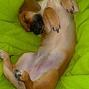 Bitty is registered to the contest to win money with this photo: animal, blanket, canine, claws, comfort, cozy, cute, dog, fur, green, indoors, nap, paw, pet, puppy, relaxed, resting, sleeping, soft, warm