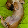 animal, blanket, canine, claws, comfort, cozy, cute, dog, fur, green, indoors, nap, paw, pet, puppy, relaxed, resting, sleeping, soft, warm