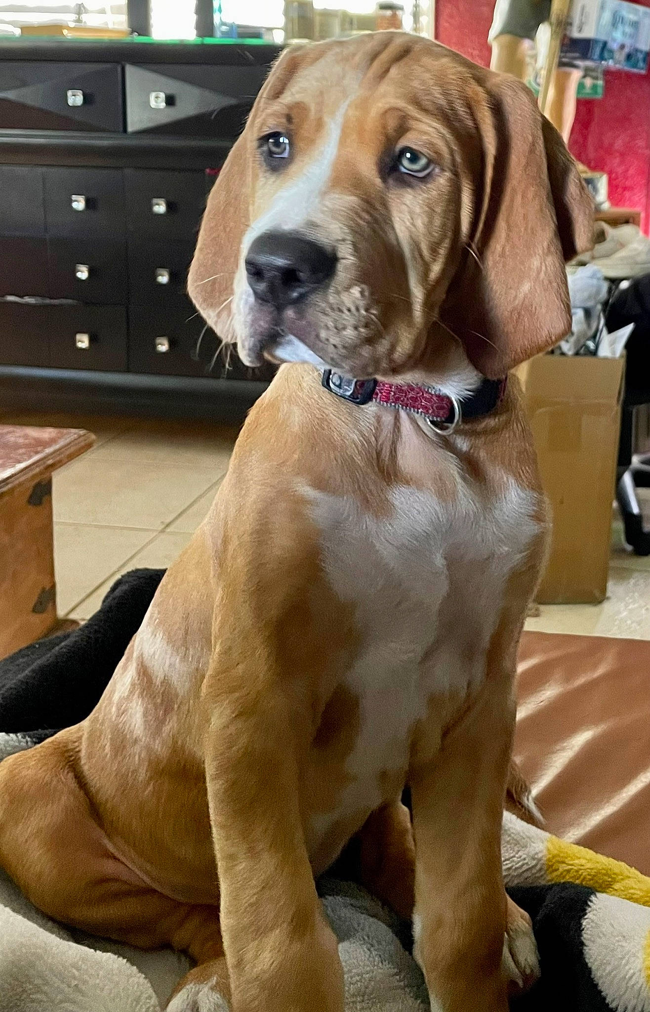 Gibson joined the competition — help win amazing prizes! cabinetry, carnivore, chest, chest_of_drawers, collar, companion_dog, cupboard, dog, dog_breed, dog_collar, drawer, dresser, fawn, gun_dog, hardwood, liver, pet_supply, snout, sporting_group, working_animal