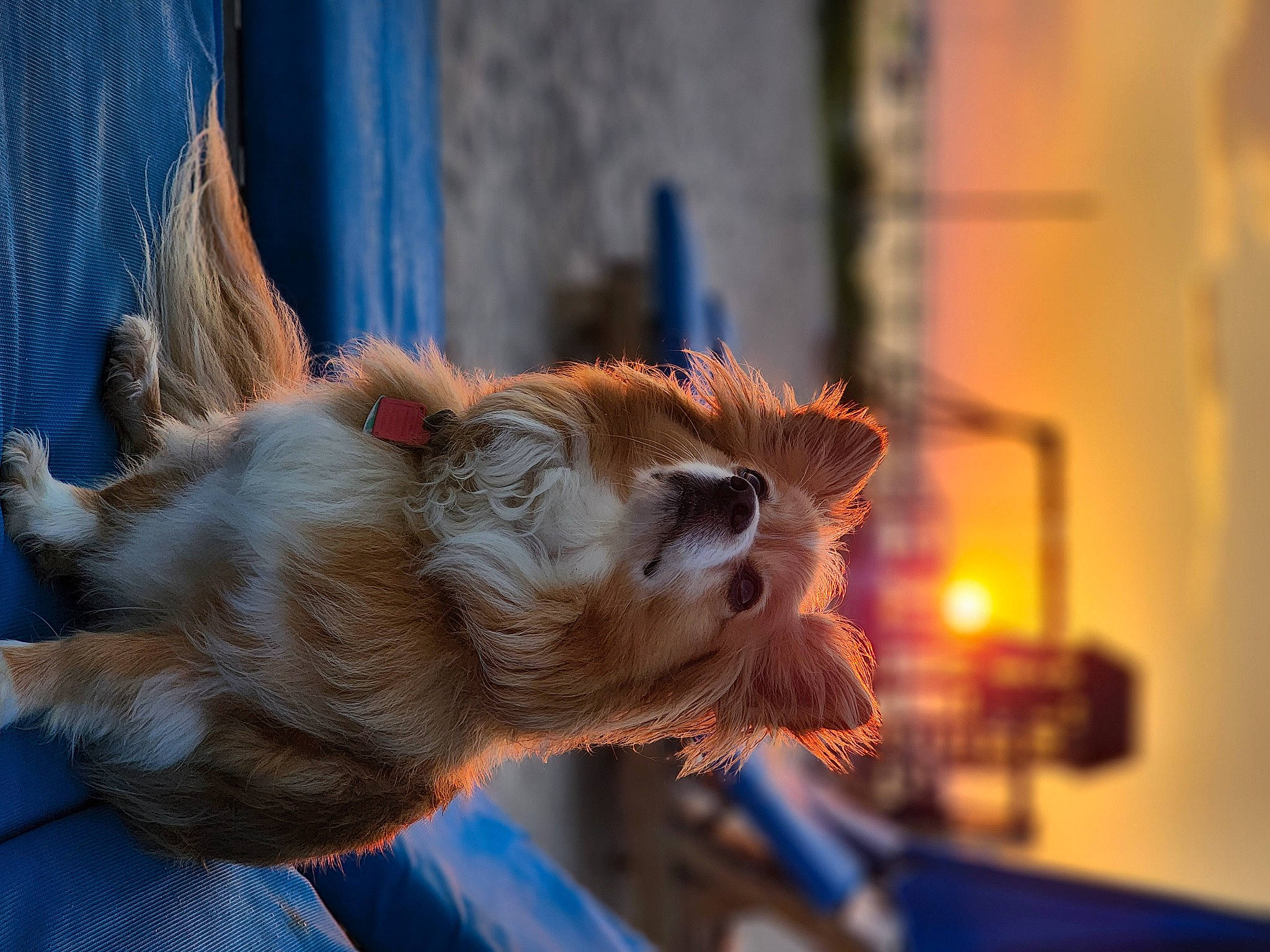 Jack Jack joined the competition — help win amazing prizes! blue, canidae, carnivore, collar, companion_dog, dog, dog_breed, dog_collar, ear, electric_blue, fawn, felidae, fur, mammal, snout, sporting_group, terrier, toy_dog, whiskers, window