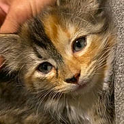 Pollo joined the competition — help win amazing prizes! kitten, cat, pet, close_up, furry, cute, animal, domestic, whiskers, ears, eyes, fur, hand, young, adorable, mammal, face, portrait, indoor, cuddle