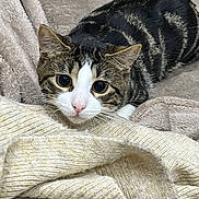 Buzz a rejoint le concours — aidez-le/la à gagner de superbes lots ! animal, blanket, cat, closeup, cozy, curious, cute, ears, eyes, feline, fur, indoor, lying_down, pet, pink_nose, resting, soft, striped, tabby, whiskers
