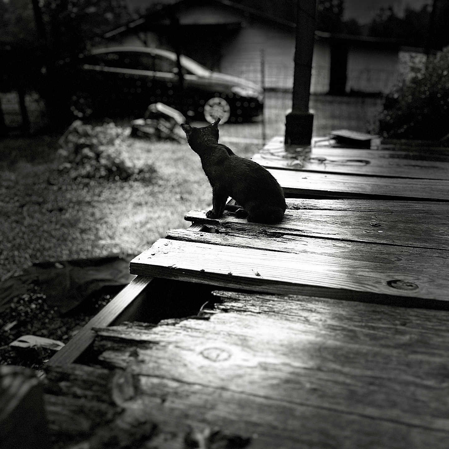 Monkey is registered to the contest to win money with this photo: animal, architecture, boardwalk, bridge, building, canine, car, dog, handrail, house, housing, machine, pet, porch, transportation, vehicle, water, waterfront, wheel, wood