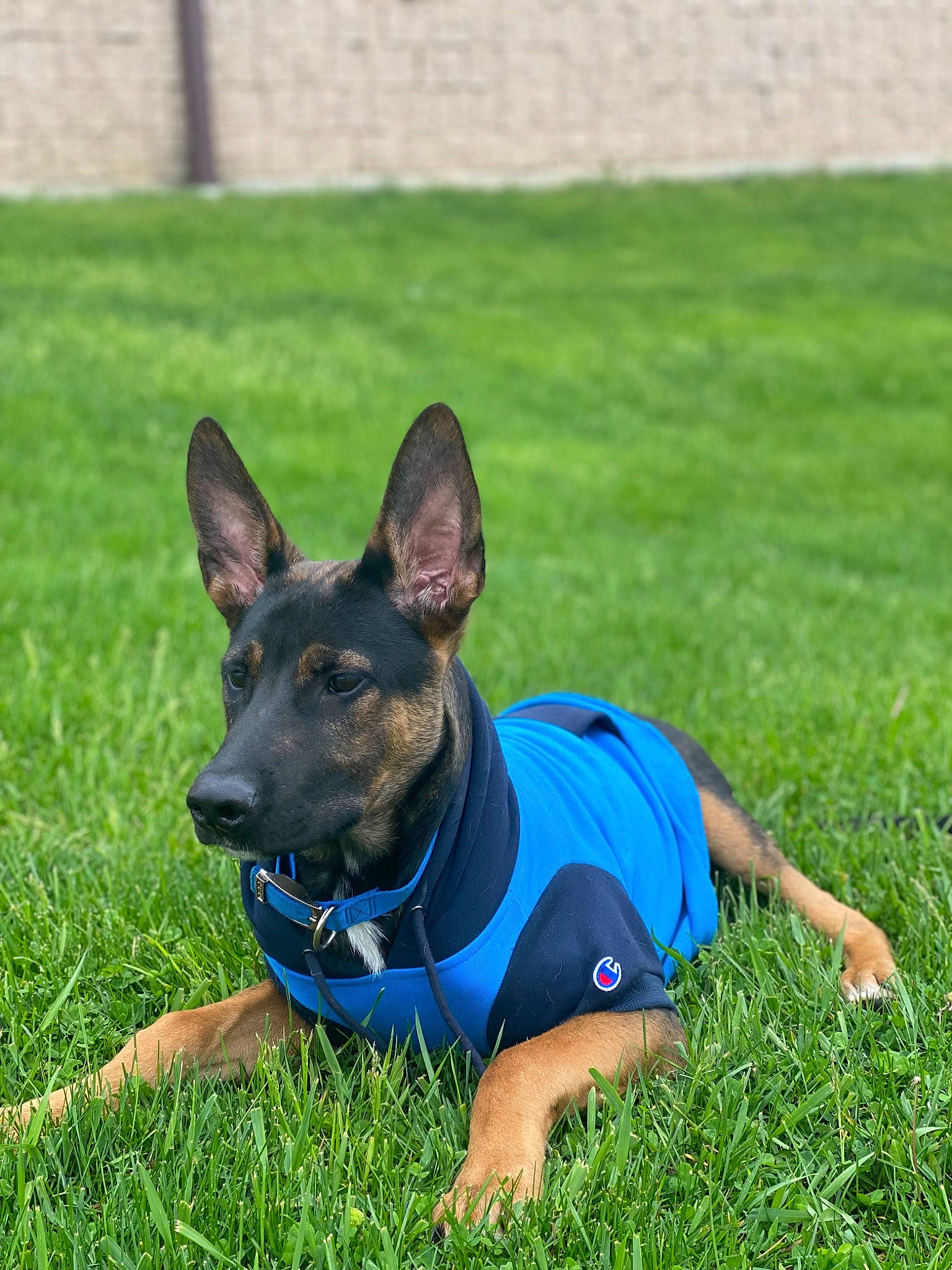 Ammo is registered to the contest to win money with this photo: canidae, carnivore, collar, companion_dog, dog, dog_breed, dog_supply, electric_blue, fawn, grass, grassland, herding_dog, lawn, plant, recreation, snout, sporting_group, working_animal, working_dog