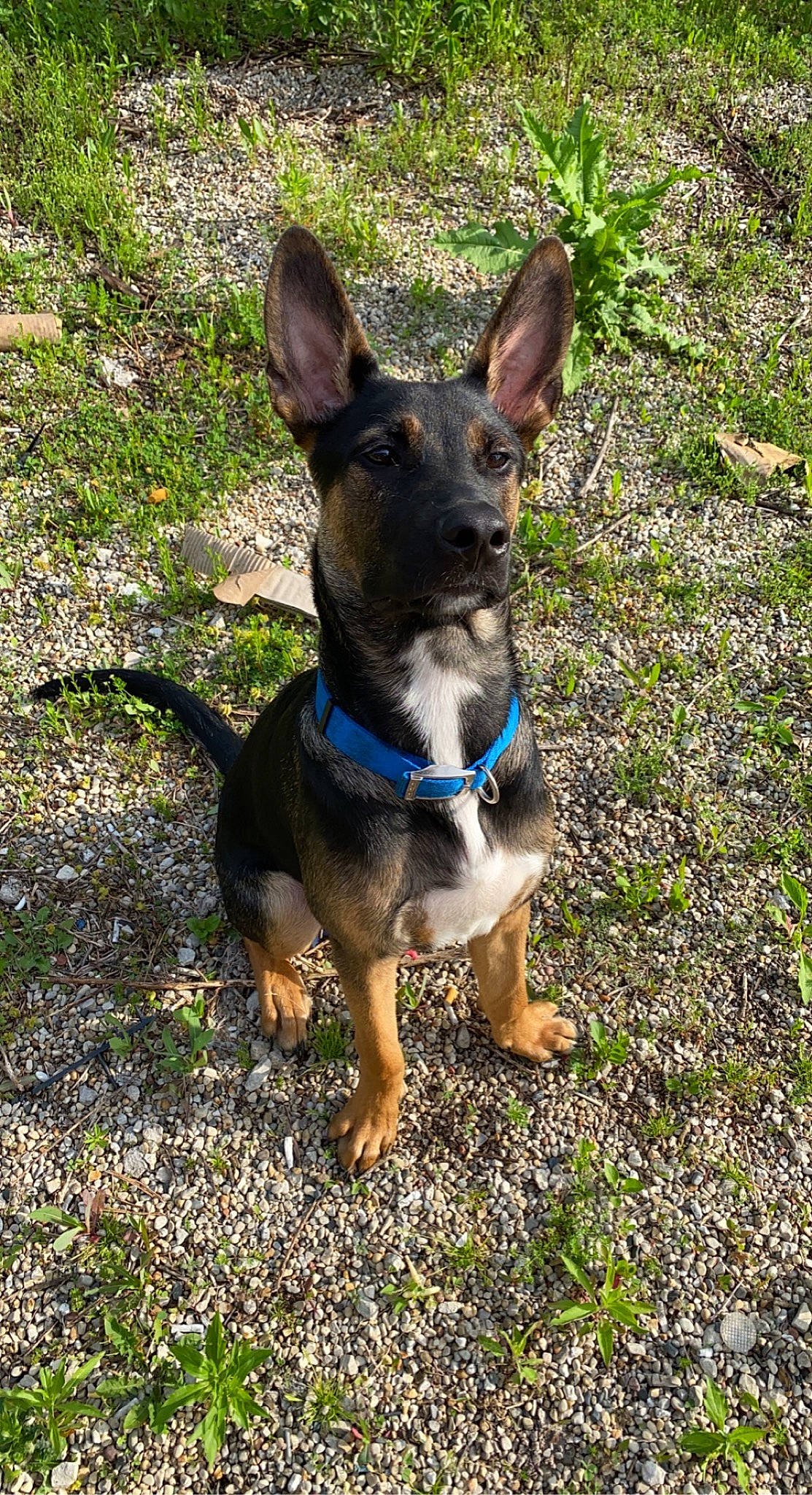 Ammo is registered to the contest to win money with this photo: canidae, carnivore, companion_dog, dog, dog_breed, dog_collar, electric_blue, fawn, grass, plant, snout, sporting_group, terrestrial_animal, toy_dog, working_animal, working_dog