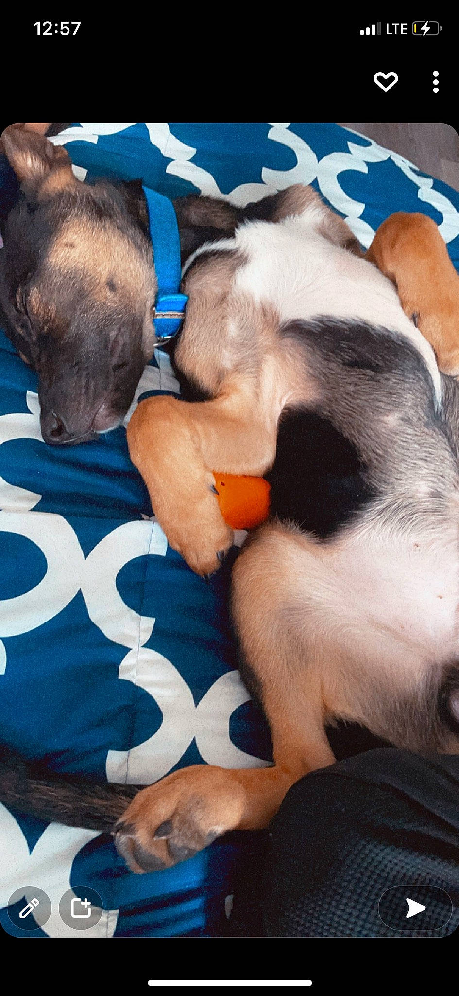 Ammo is registered to the contest to win money with this photo: blue, canidae, carnivore, collar, comfort, companion_dog, dog, dog_breed, dog_collar, dog_supply, fawn, fur, mammal, paw, pet_supply, snout, sporting_group, tail, whiskers, working_animal