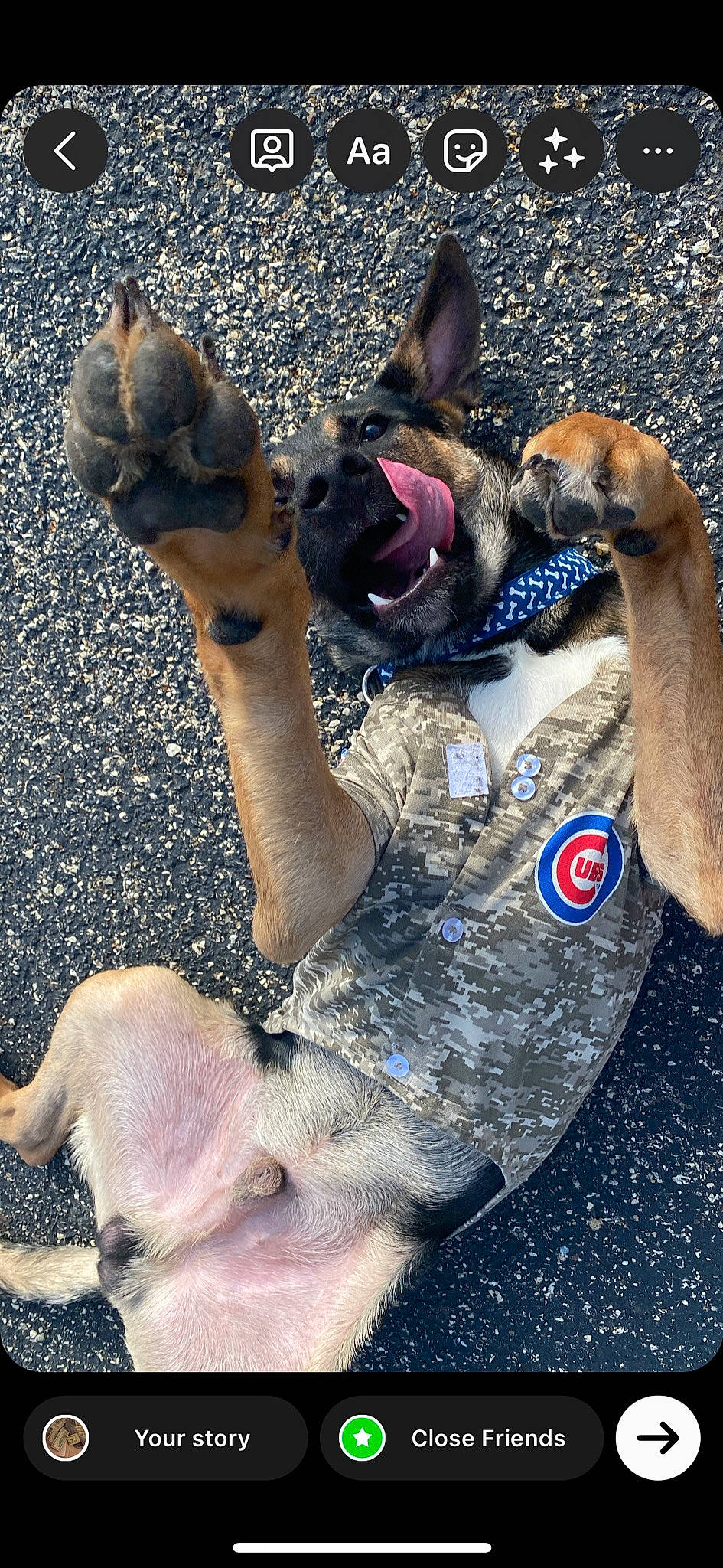 Ammo joined the competition — help win amazing prizes! asphalt, canidae, carnivore, collar, companion_dog, dog, dog_breed, dog_collar, fawn, fur, leash, mammal, paw, pet_supply, photograph, road_surface, snout, sporting_group, tail, vertebrate