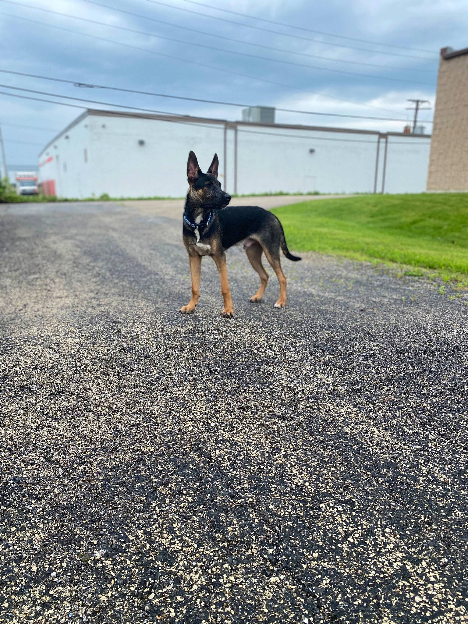 Ammo joined the competition — help win amazing prizes! asphalt, carnivore, cloud, collar, dog, dog_breed, dog_supply, fawn, flooring, grass, pet_supply, road, road_surface, shadow, sky, snout, sporting_group, tail, tar, working_animal