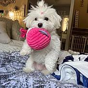 Fendi is registered to the contest to win money with this photo: dog, puppy, white, fluffy, toy, pink, bed, blanket, indoor, home, cozy, cute, pet, fur, small, playing, animal, comfort, living_room, decor